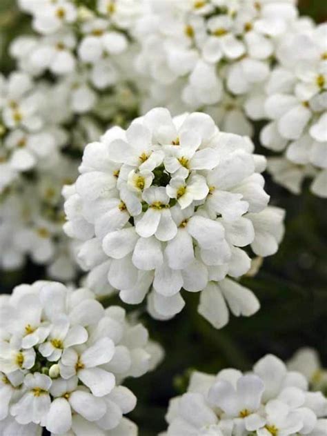 Candytuft white flower plant seed (Pack of 20 Seeds) - Bonsai Plants Nursery