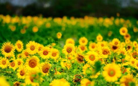 منظره دشت گل های آفتابگردان | Sunflower wallpaper, Sunflower images ...