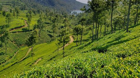 Visit Nuwara Eliya: 2024 Travel Guide for Nuwara Eliya, Central Province | Expedia