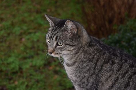 silver tabby cat free image | Peakpx