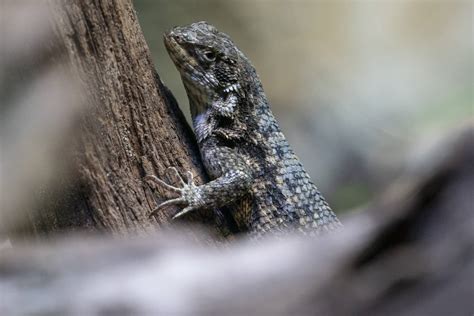 Northern curly-tailed lizard - Marwell Zoo