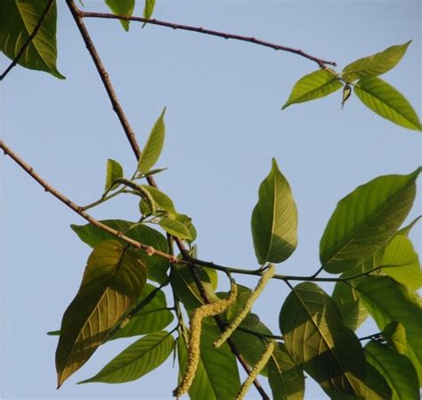 OUR PHILIPPINE TREES: This Ilokano Vegetable Comes from a Tree