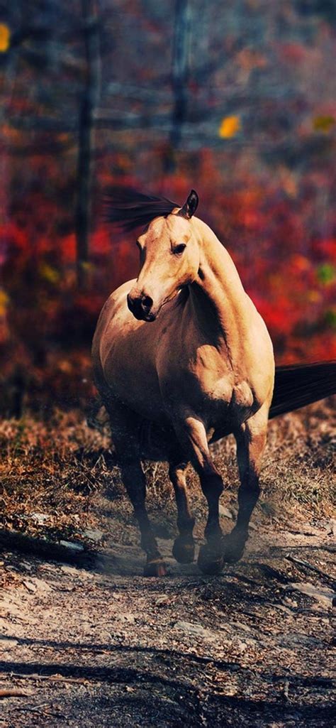 Horse iPhone Wallpapers - Top Free Horse iPhone Backgrounds - WallpaperAccess