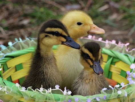 Easter Quackers - Baby Ducks Photograph - Baby Ducks Fine Art Print | Baby ducks, Baby ducks for ...