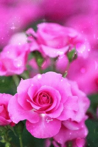 Pink Roses GIF – Pink Roses – discover and share GIFs