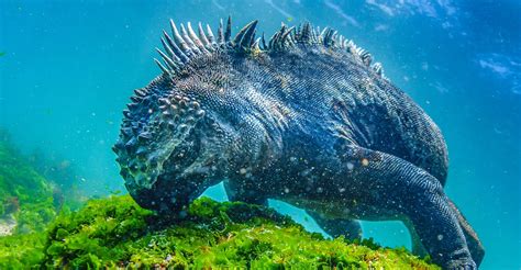 Wild Personalities: Marine Iguana | Lindblad Expeditions