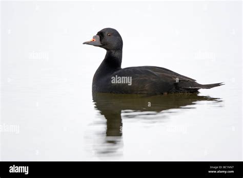 Male Common Scoter swimming Stock Photo - Alamy