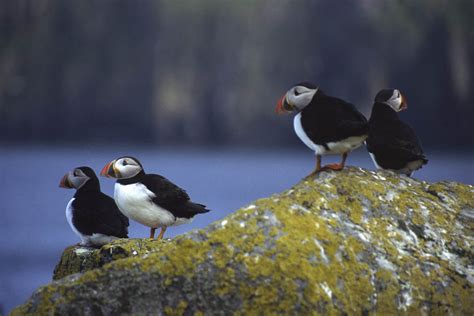 Orkney Wildlife - Learn what to look for and where: Wilderness Scotland