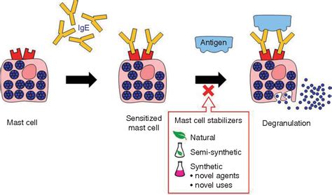 Twenty-first century mast cell stabilizers. | Semantic Scholar