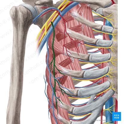 Lateral thoracic artery: Anatomy, branches, supply | Kenhub