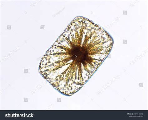 Algae Under Microscopic View Stock Photo 1273540648 | Shutterstock