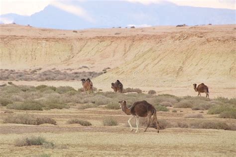 Dromedaries in Tunisia stock image. Image of beasts - 141781809