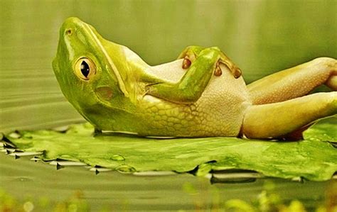 Funny Frog Wallpaper - WallpaperSafari