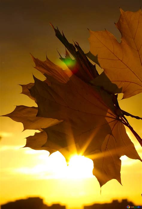 Autumn sunset background free image - № 40893