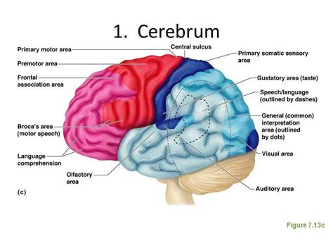 Pictures Of CerebrumHealthiack