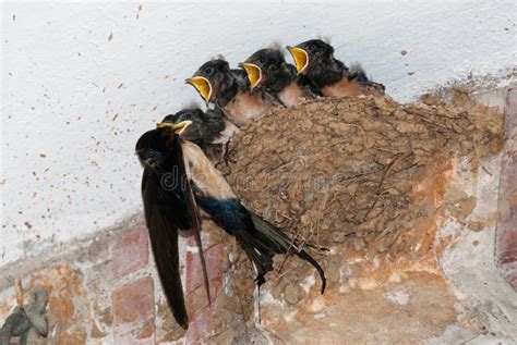 Barn Swallow Feeding Youngsters Stock Image - Image of wings, micro ...