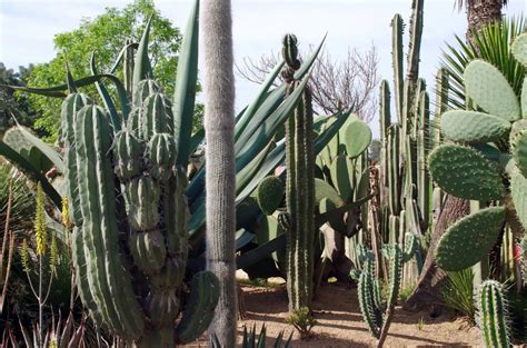 Images Gratuites : cactus, fleur, pimenter, Mexique, les épines, jardin botanique ...