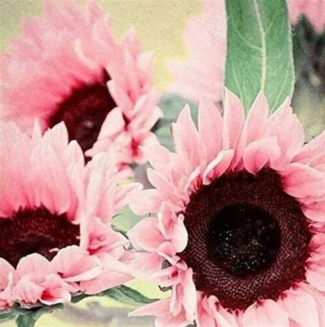 Pink Sunflowers - Kitchen Fun With My 3 Sons