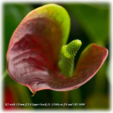 Anthurium sp | Photographed at the Lechlade Garden Centre | Jon Beresford | Flickr