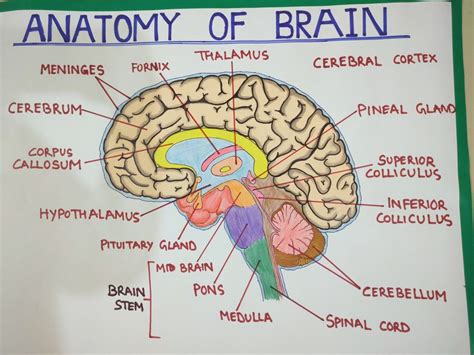 Brain anatomy Anatomy of brain with labels | Human brain anatomy, Human ...