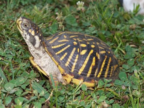 Ornate Box Turtle - Oklahoma Zoo Safari USA