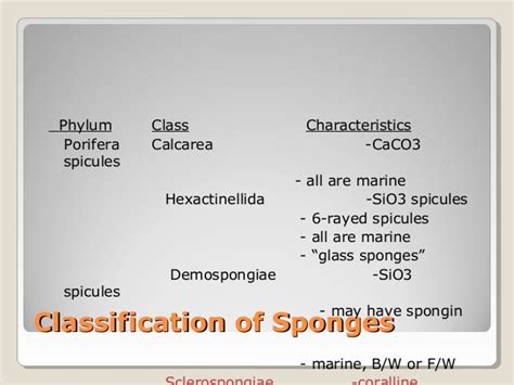 Sponges of india