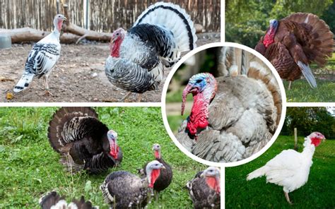 8 Types of Domestic Turkeys Recognized by APA - LearnPoultry