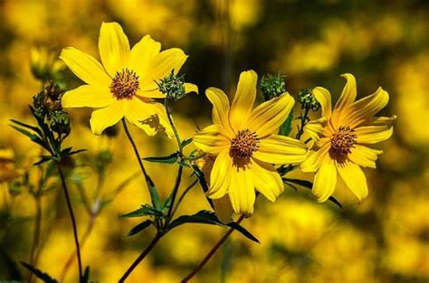 47 Native Plants for Florida: Flowers, Shrubs, and Trees - Lawnstarter