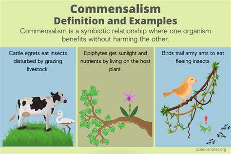 Mutualism Definition and Examples in Biology