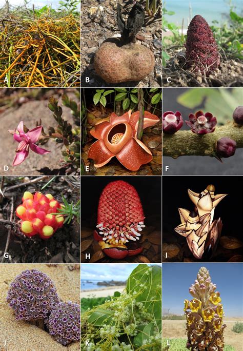 Representatives of each of the parasitic plant lineages (for details of... | Download Scientific ...