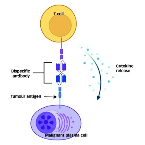 Mechanism of action of bispecific T-cell engager antibody with... | Download Scientific Diagram