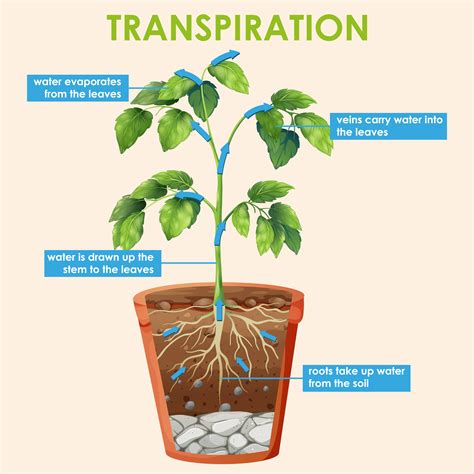 Transpiration Diagram