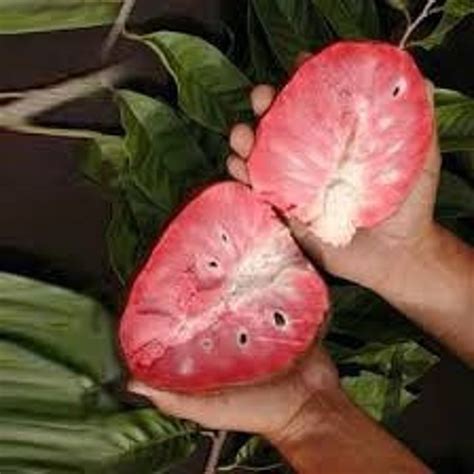 Exotic Tropical Fruits Seeds Mix 5 Each Variety USA SELLER . - Etsy