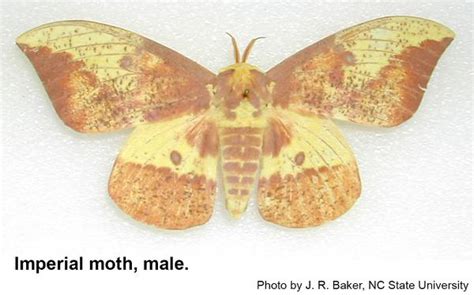 Imperial Moth | NC State Extension Publications