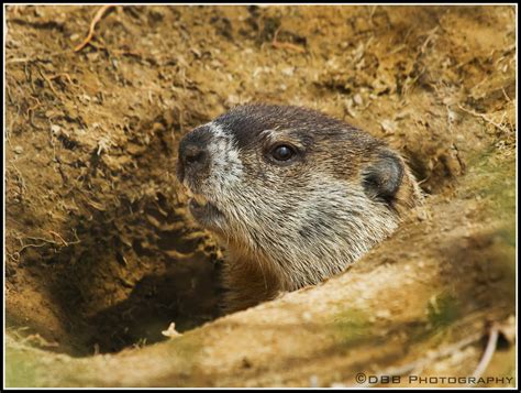 Groundhog Den Diagram