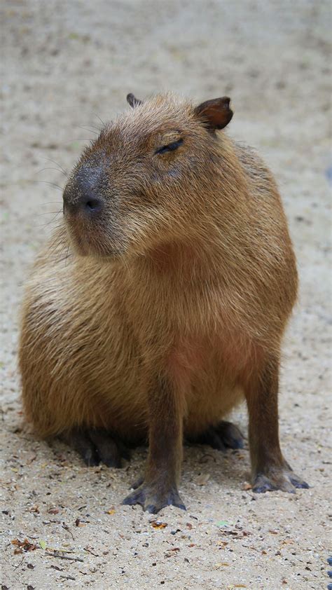 Capybara Wallpaper Discover more Animal, Capybara, Cute Capybara ...