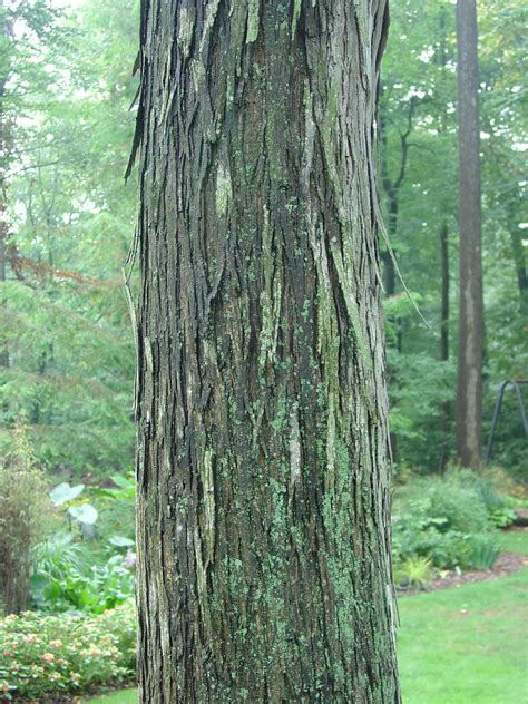 Shagbark Hickory | What Grows There :: Hugh Conlon, Horticulturalist ...