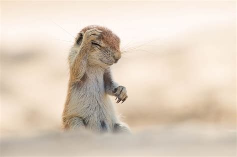 Las fotografías más divertidas de animales del 2015