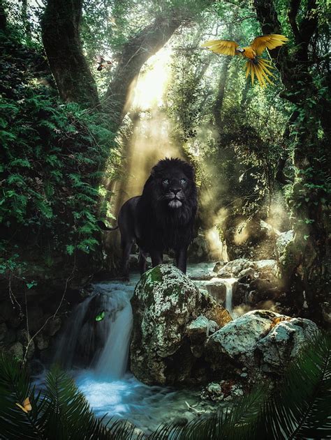 1920x1080px, 1080P free download | The black Lion Jungle, animal, animals, black lion, forest ...