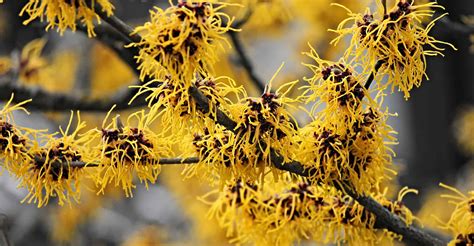 Witch Hazel Care Guide: How To Grow Hamamelis | DIY Garden