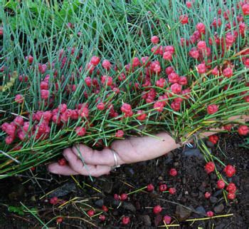 Home & Garden Yard, Garden & Outdoor Living 4 Ephedra Sinica ma huang ...