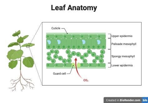 PHOTOSYNTHESIS & LEAF STRUCTURE | Photosynthesis, Leaf structure, Light ...