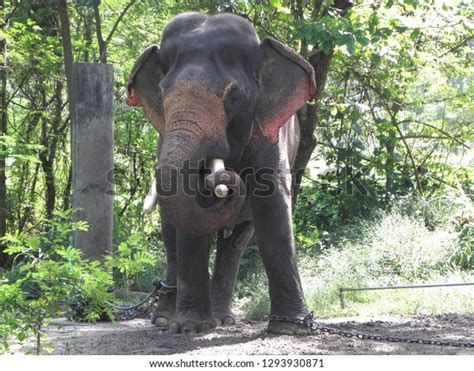 Elephant Camp Sanctuary Guruvayur Kerala Stock Photo 1293930871 ...