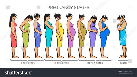 Stages Of Pregnancy. Vector Image Of Stages Of Pregnancy. Pregnant Woman. Motherhood. Trimester ...