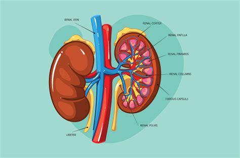Struktur Ginjal Dan Fungsinya – Studyhelp
