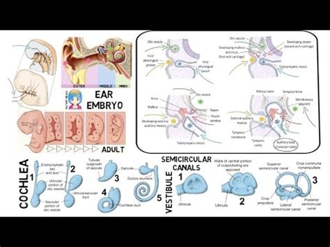 Embryology Of Ear