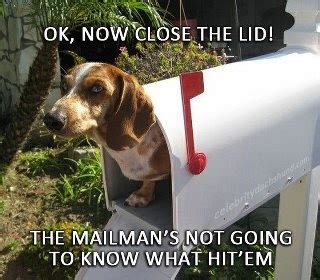 Dog vs. Mailman | Postal | Funny dogs, Dogs, Funny dog pictures