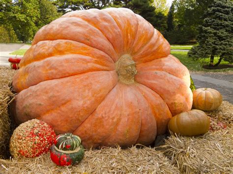 North America’s Largest Pumpkin Weighs 2,528 Pounds