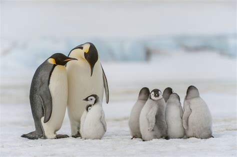 Scientists find new emperor penguin colony via satellite mapping ...