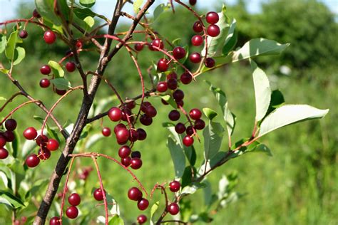 Wild Chokecherry Recipes – Mother Earth News